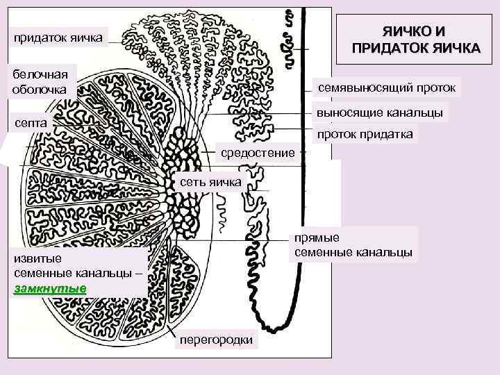 ЯИЧКО И ПРИДАТОК ЯИЧКА придаток яичка белочная оболочка семявыносящий проток выносящие канальцы септа проток