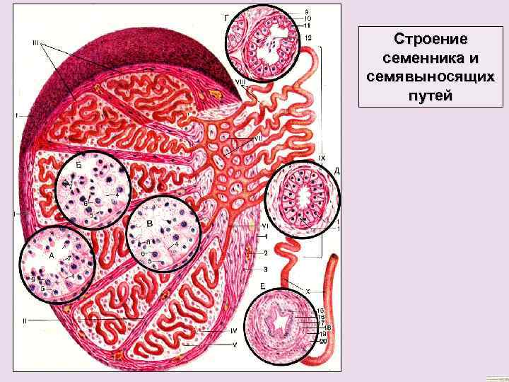 Строение семенника и семявыносящих путей 