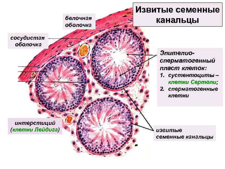 белочная оболочка Извитые семенные канальцы сосудистая оболочка Эпителиосперматогенный пласт клеток: 1. cустентоциты – клетки