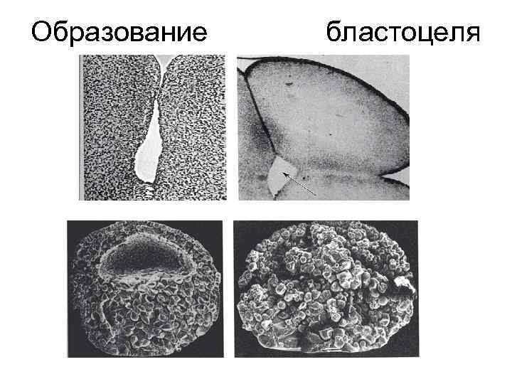 Образование бластоцеля 