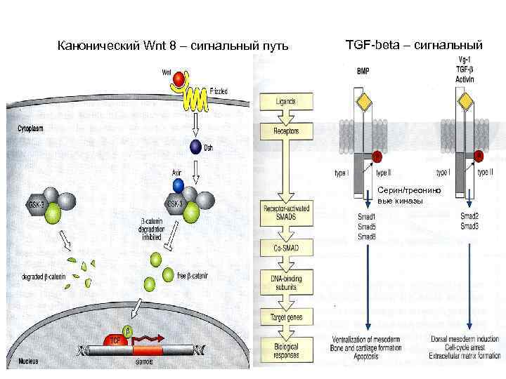 Канонический Wnt 8 – сигнальный путь TGF-beta – сигнальный путь Серин/треонино вые киназы 