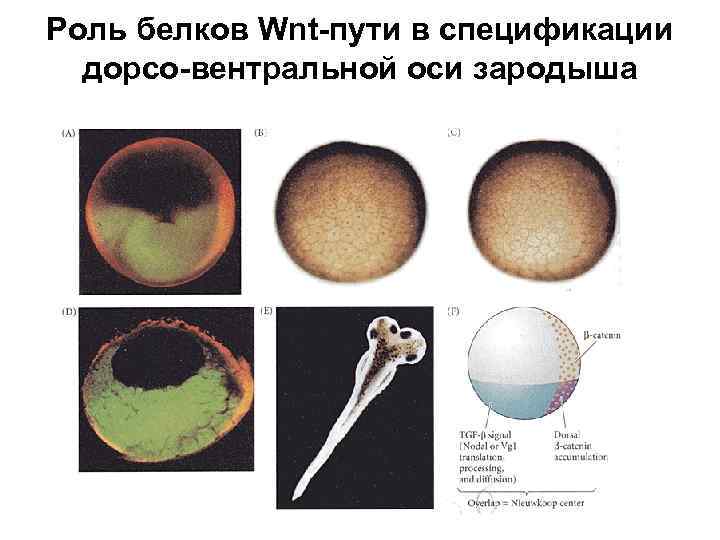 Роль белков Wnt-пути в спецификации дорсо-вентральной оси зародыша 