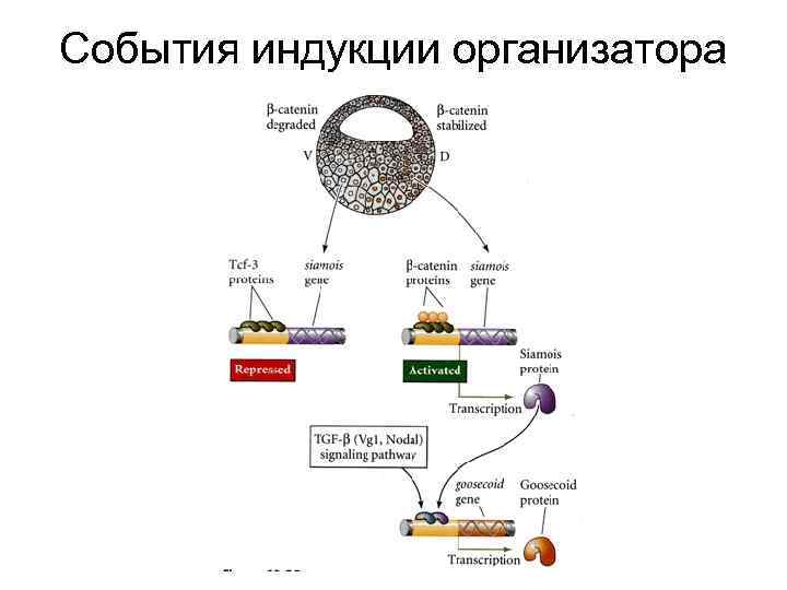 События индукции организатора 