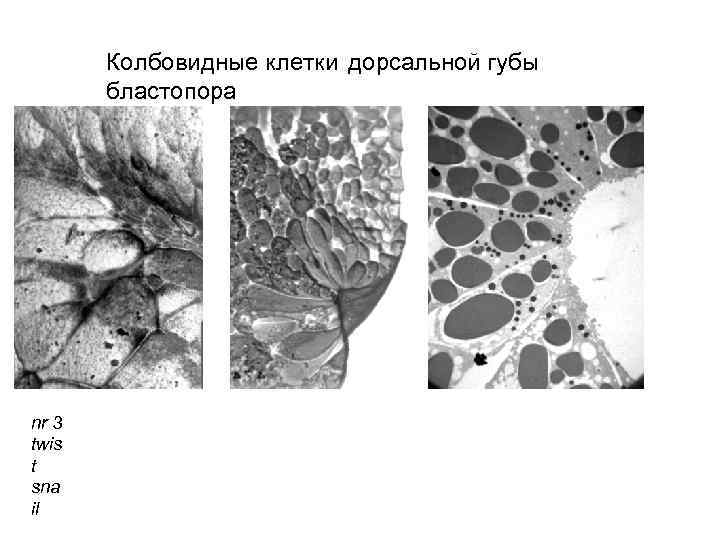 Колбовидные клетки дорсальной губы бластопора nr 3 twis t sna il 