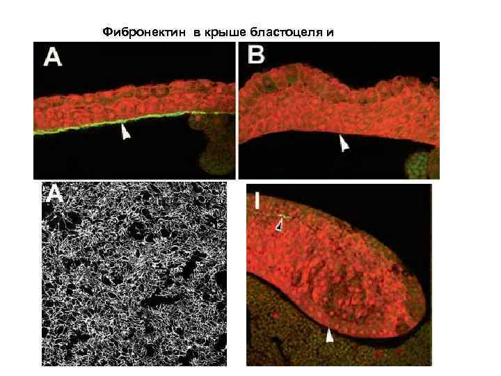 Фибронектин в крыше бластоцеля и дорсальной губе 