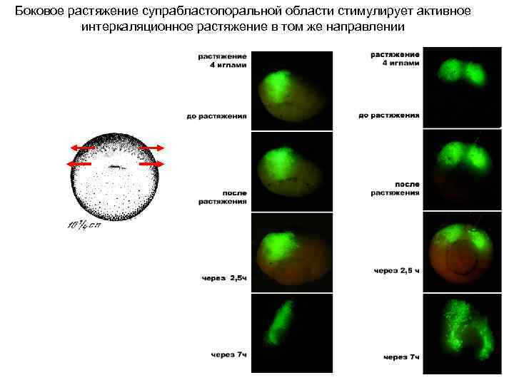 Боковое растяжение супрабластопоральной области стимулирует активное интеркаляционное растяжение в том же направлении 