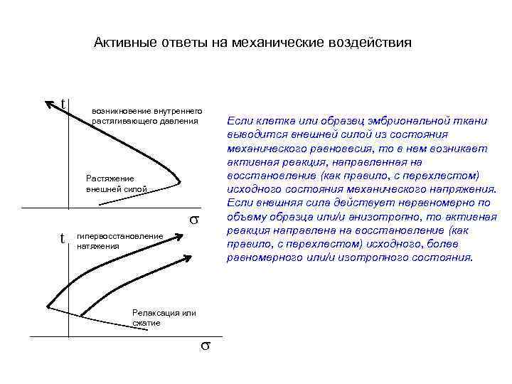 Активные ответы на механические воздействия t возникновение внутреннего растягивающего давления Растяжение внешней силой t