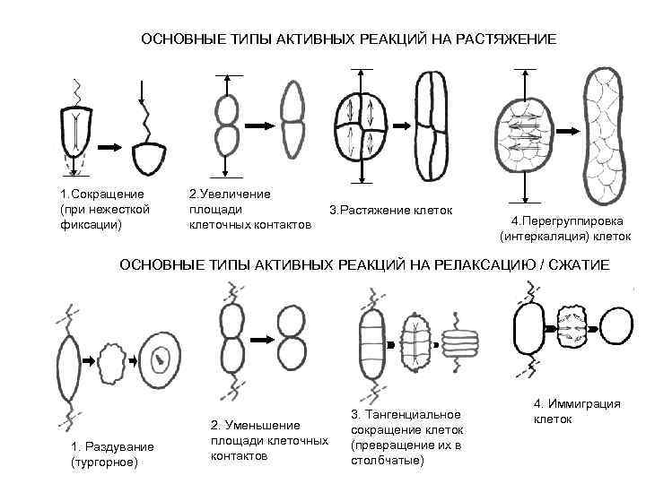 ОСНОВНЫЕ ТИПЫ АКТИВНЫХ РЕАКЦИЙ НА РАСТЯЖЕНИЕ 1. Cокращение (при нежесткой фиксации) 2. Увеличение площади