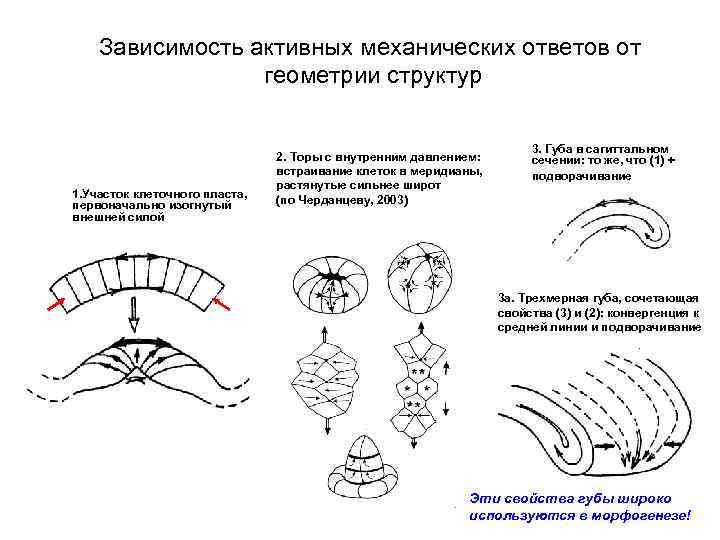 Зависимость активных механических ответов от геометрии структур 1. Участок клеточного пласта, первоначально изогнутый внешней