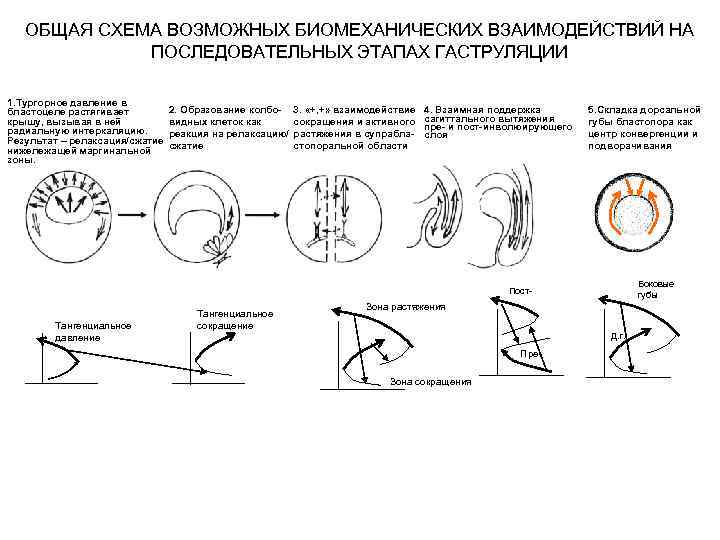 ОБЩАЯ СХЕМА ВОЗМОЖНЫХ БИОМЕХАНИЧЕСКИХ ВЗАИМОДЕЙСТВИЙ НА ПОСЛЕДОВАТЕЛЬНЫХ ЭТАПАХ ГАСТРУЛЯЦИИ 1. Тургорное давление в бластоцеле