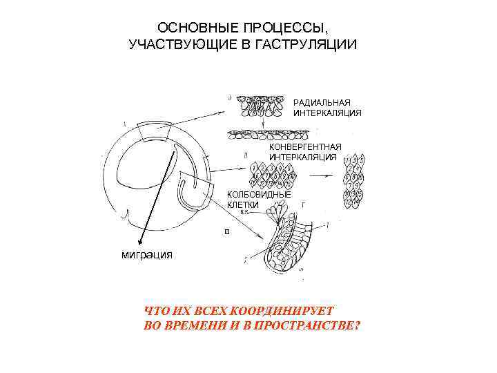 ОСНОВНЫЕ ПРОЦЕССЫ, УЧАСТВУЮЩИЕ В ГАСТРУЛЯЦИИ РАДИАЛЬНАЯ ИНТЕРКАЛЯЦИЯ КОНВЕРГЕНТНАЯ ИНТЕРКАЛЯЦИЯ КОЛБОВИДНЫЕ КЛЕТКИ миграция ЧТО ИХ