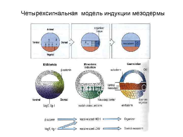 Четырехсигнальная модель индукции мезодермы 