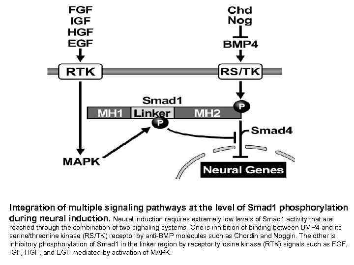 Integration of multiple signaling pathways at the level of Smad 1 phosphorylation during neural