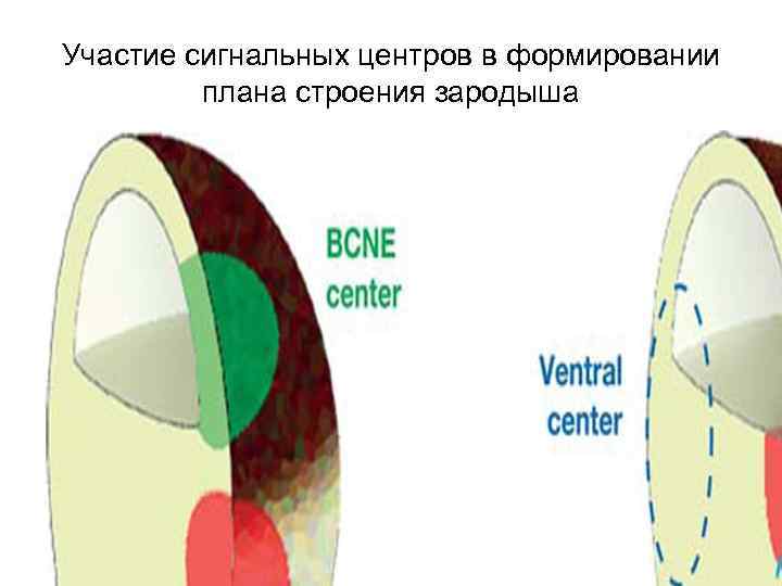 Участие сигнальных центров в формировании плана строения зародыша 