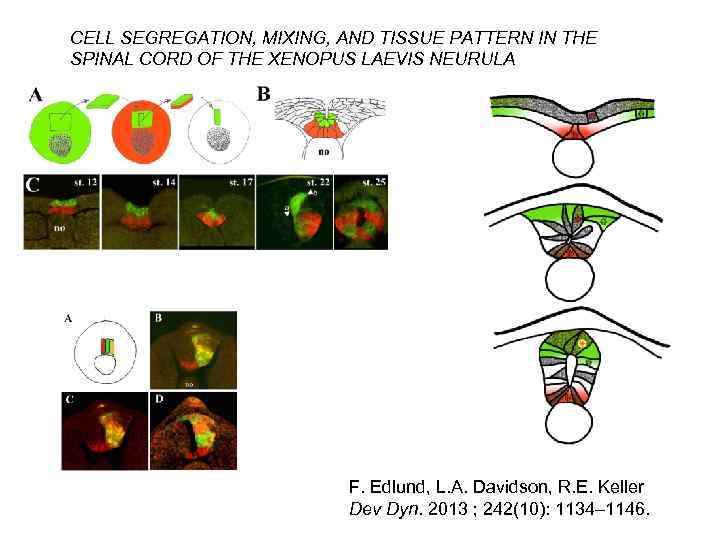 CELL SEGREGATION, MIXING, AND TISSUE PATTERN IN THE SPINAL CORD OF THE XENOPUS LAEVIS