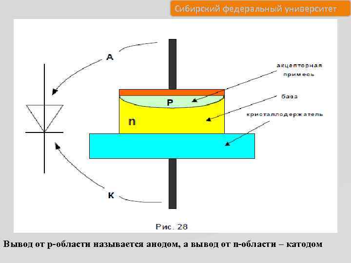 Сибирский федеральный университет Вывод от p-области называется анодом, а вывод от n-области – катодом