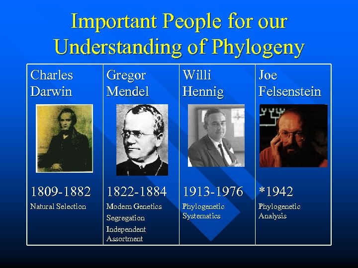 Important People for our Understanding of Phylogeny Charles Darwin Gregor Mendel Willi Hennig Joe
