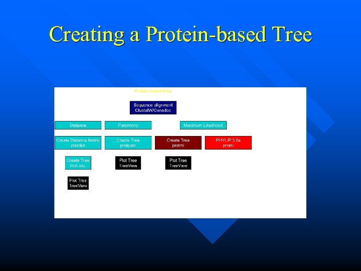 Creating a Protein-based Tree 