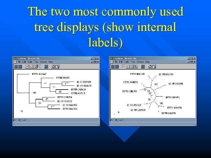 The two most commonly used tree displays (show internal labels) 