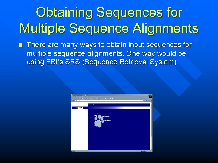 Obtaining Sequences for Multiple Sequence Alignments n There are many ways to obtain input