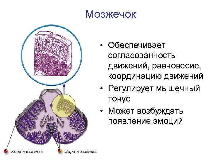 Мозжечок • Обеспечивает согласованность движений, равновесие, координацию движений • Регулирует мышечный тонус • Может