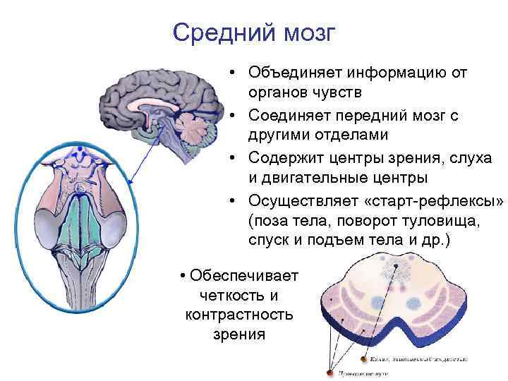 Средний мозг • Объединяет информацию от органов чувств • Соединяет передний мозг с другими