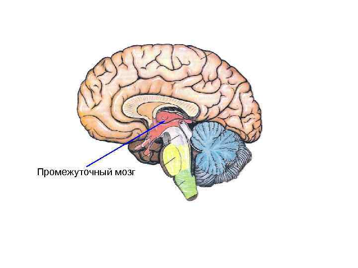 Промежуточный мозг 