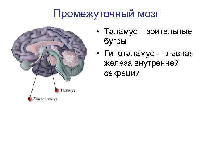 Промежуточный мозг • Таламус – зрительные бугры • Гипоталамус – главная железа внутренней секреции