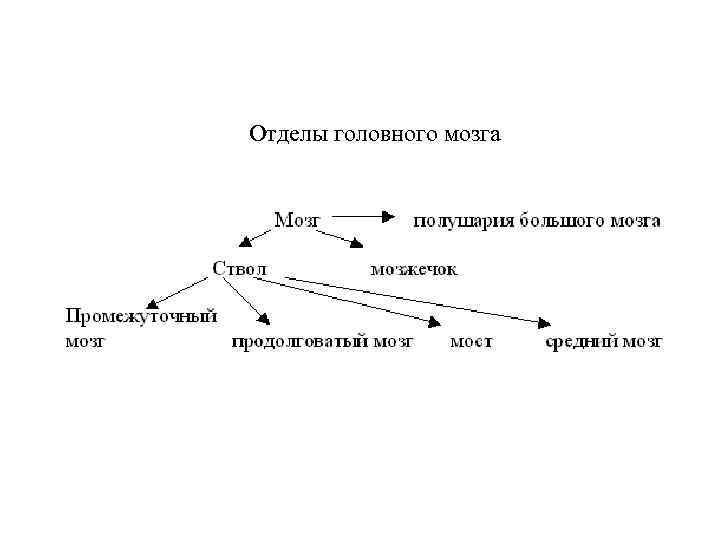 Отделы головного мозга 