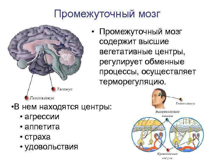 3 функции промежуточного мозга