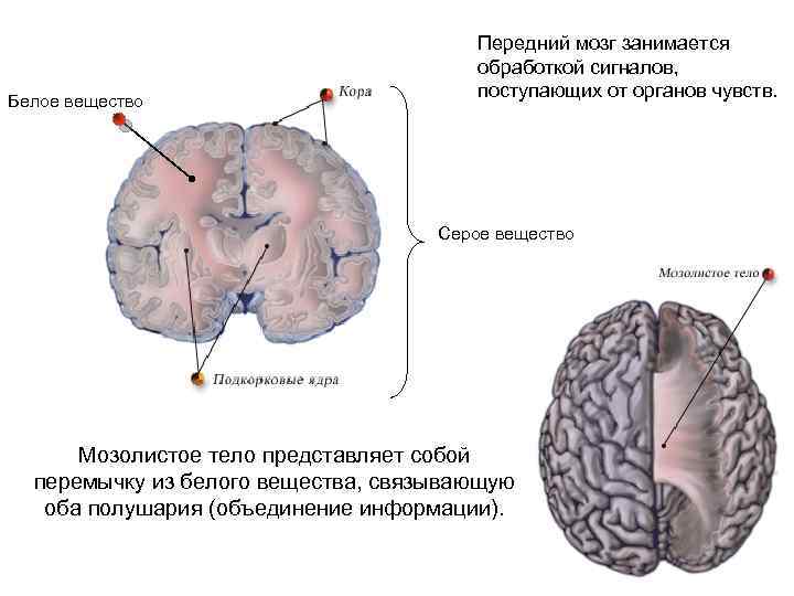 Серое вещество фото