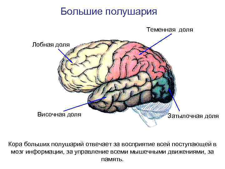 Большие полушария Теменная доля Лобная доля Височная доля Затылочная доля Кора больших полушарий отвечает