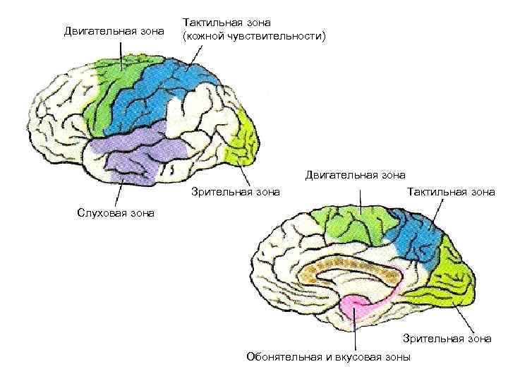 Двигательная зона Тактильная зона (кожной чувствительности) Двигательная зона Зрительная зона Тактильная зона Слуховая зона