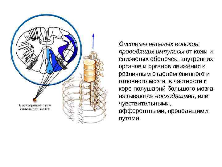 Системы нервных волокон, проводящих импульсы от кожи и слизистых оболочек, внутренних органов и органов