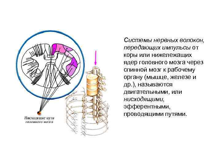 Системы нервных волокон, передающих импульсы от коры или нижележащих ядер головного мозга через спинной