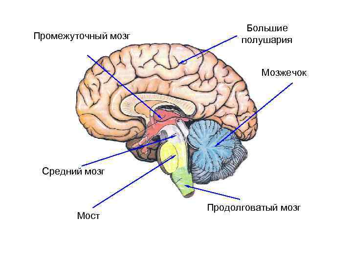 Промежуточный мозг Большие полушария Мозжечок Средний мозг Мост Продолговатый мозг 