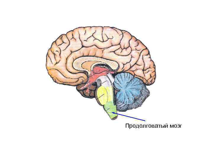 Продолговатый мозг 