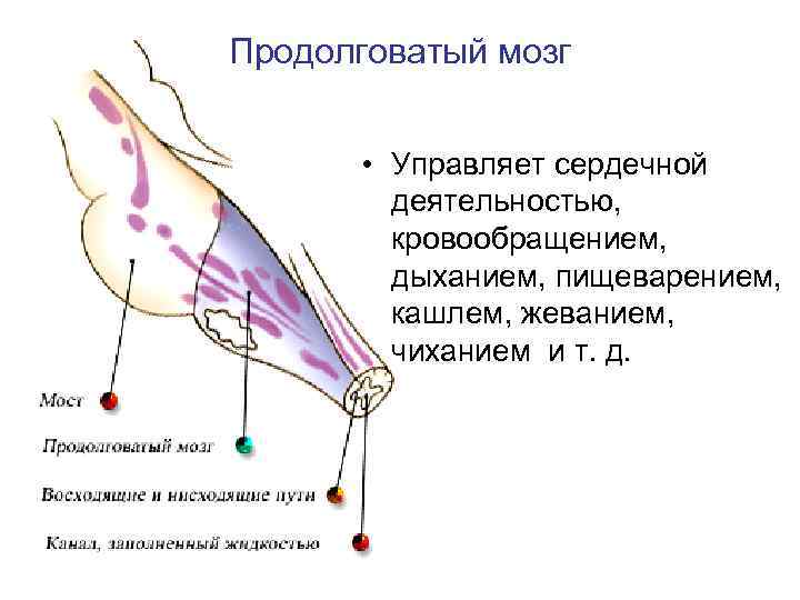 Продолговатый мозг • Управляет сердечной деятельностью, кровообращением, дыханием, пищеварением, кашлем, жеванием, чиханием и т.