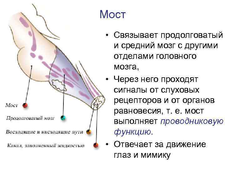 Рефлекторные функции отделов головного мозга