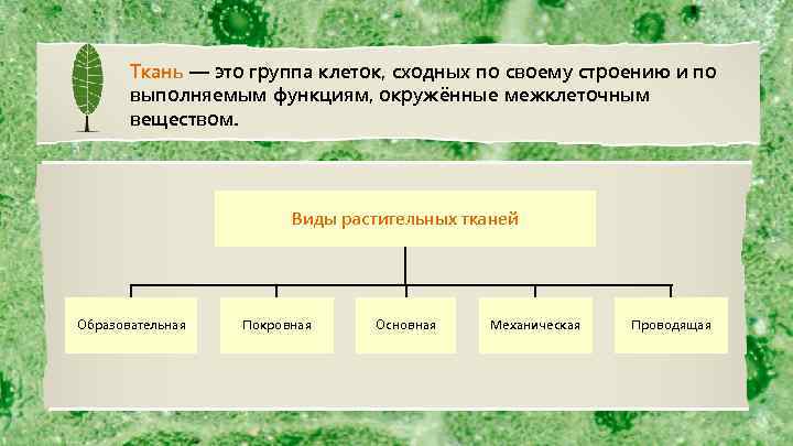 Группа клеток сходных по строению. Ткань это группа клеток сходных по. Группа клеток сходных по строению и выполняемым функциям. Ткань группы выполняемые функции. Тканью называют группу клеток и межклеточного вещества, сходных по.