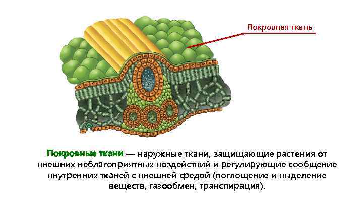 Покровная ткань Покровные ткани — наружные ткани, защищающие растения от внешних неблагоприятных воздействий и