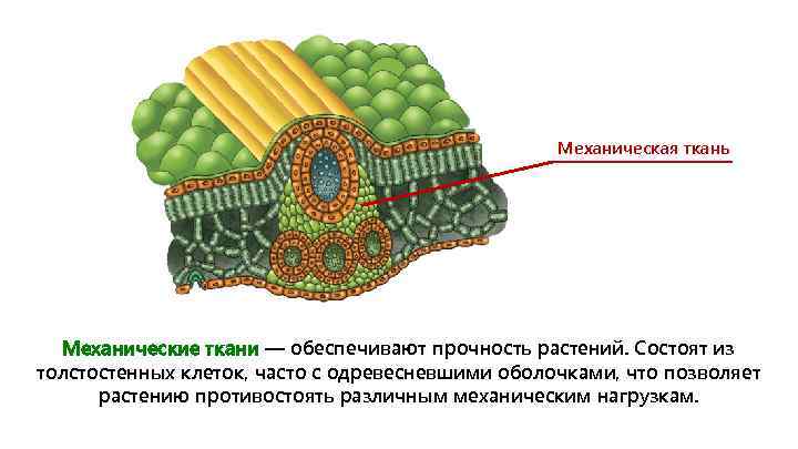 Механическая ткань Механические ткани — обеспечивают прочность растений. Состоят из толстостенных клеток, часто с