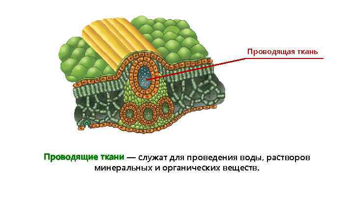 Проводящая ткань Проводящие ткани — служат для проведения воды, растворов минеральных и органических веществ.