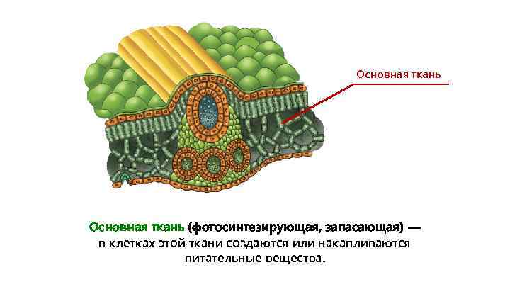 Основная ткань (фотосинтезирующая, запасающая) — в клетках этой ткани создаются или накапливаются питательные вещества.
