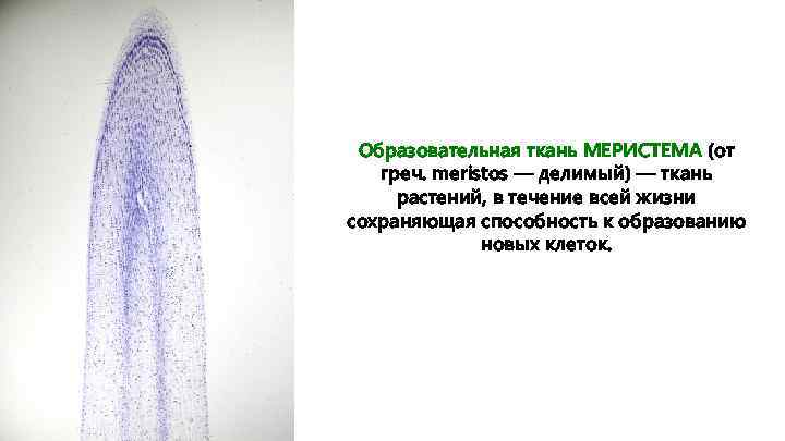 Образовательная ткань МЕРИСТЕМА (от греч. meristos — делимый) — ткань растений, в течение всей