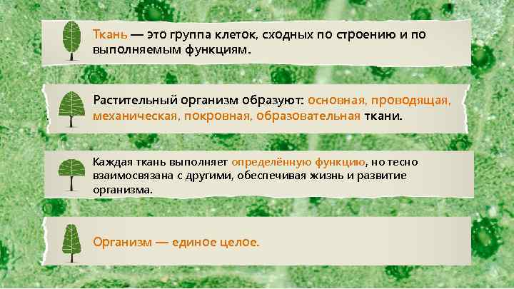 Ткань — это группа клеток, сходных по строению и по выполняемым функциям. Растительный организм