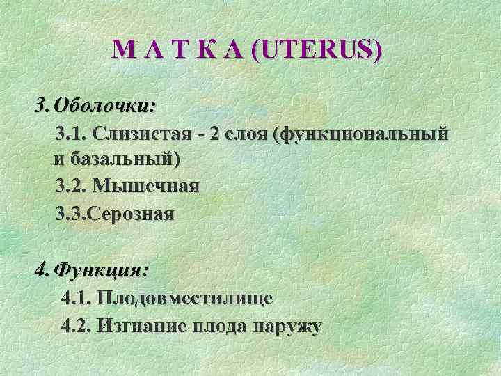 М А Т К А (UTERUS) 3. Оболочки: 3. 1. Слизистая - 2 слоя