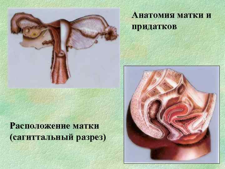 Анатомия матки и придатков Расположение матки (сагиттальный разрез) 