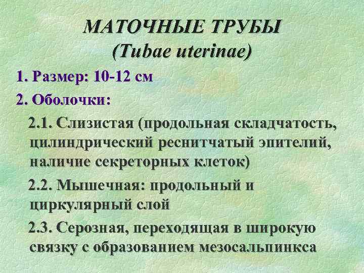 МАТОЧНЫЕ ТРУБЫ (Tubae uterinae) 1. Размер: 10 -12 см 2. Оболочки: 2. 1. Слизистая