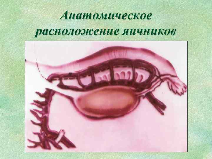 Анатомическое расположение яичников 